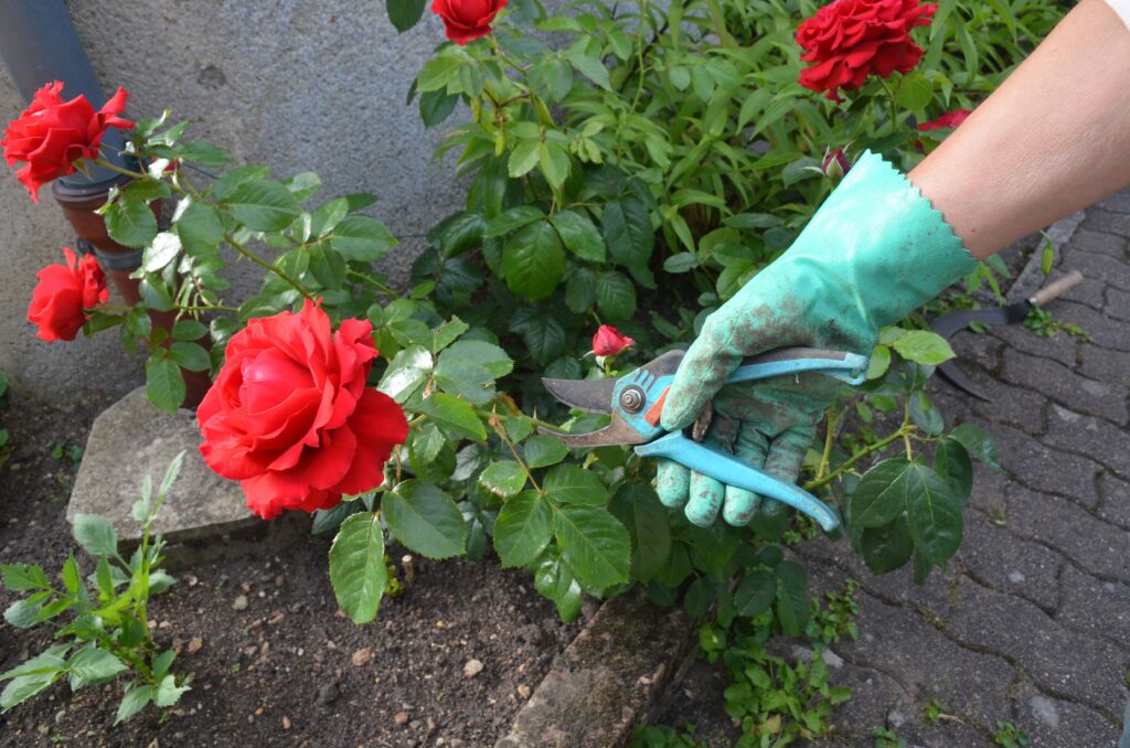Arbor & Sens : Entretenir son rosier l'été à Tournefeuille