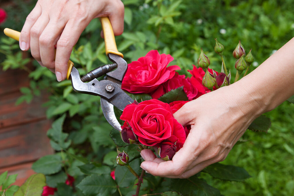 Entretien de jardin