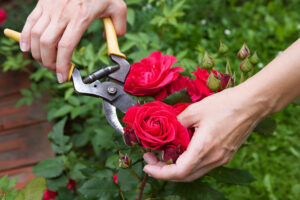Entretien de jardin