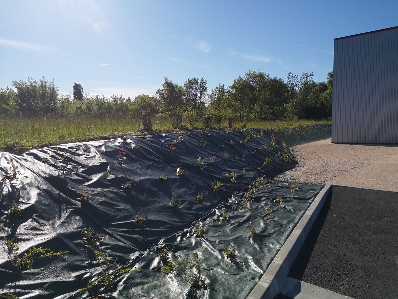 Arbor & Sens | Création d’un espace vert pour une société à Pujaudran