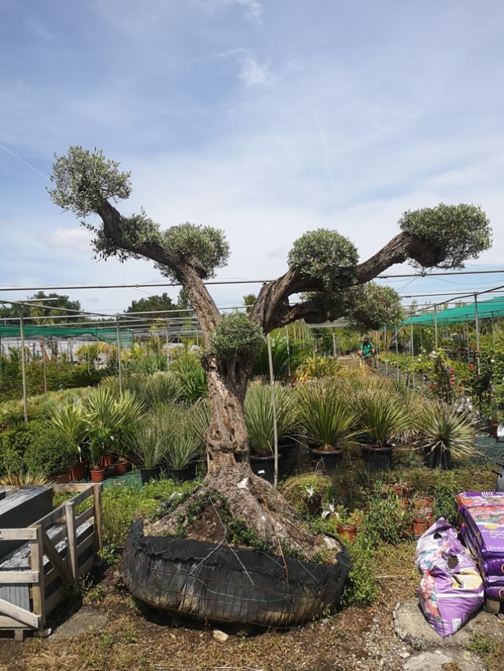 Ossature et création d’une terrasse en bois à Pibrac
